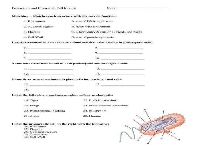 Reinforcement cell structures answer key