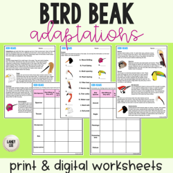 Bird beaks and feet worksheet answers
