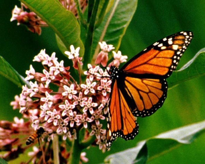 Butterfly butterflies butterfly1