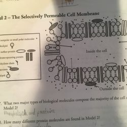Protein structure pogil answer key