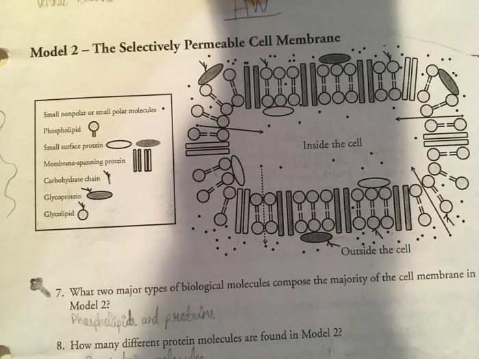 Protein structure pogil answer key