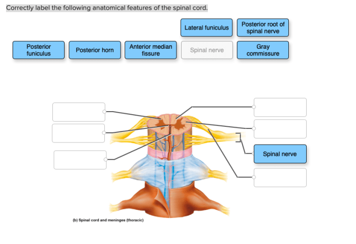 Correctly label the anatomical features of the nose